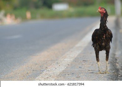 Migliore chicken road ufficiale a Italy